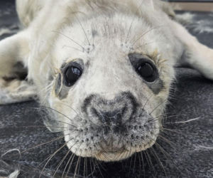 Irek gubi szczenięce futerko i wkrótce wróci do Bałtyku! Malca znaleźli spacerowicze