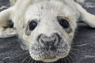 Mały Irek zdrowieje w helskim fokarium. Zgubił szczenięce futerko