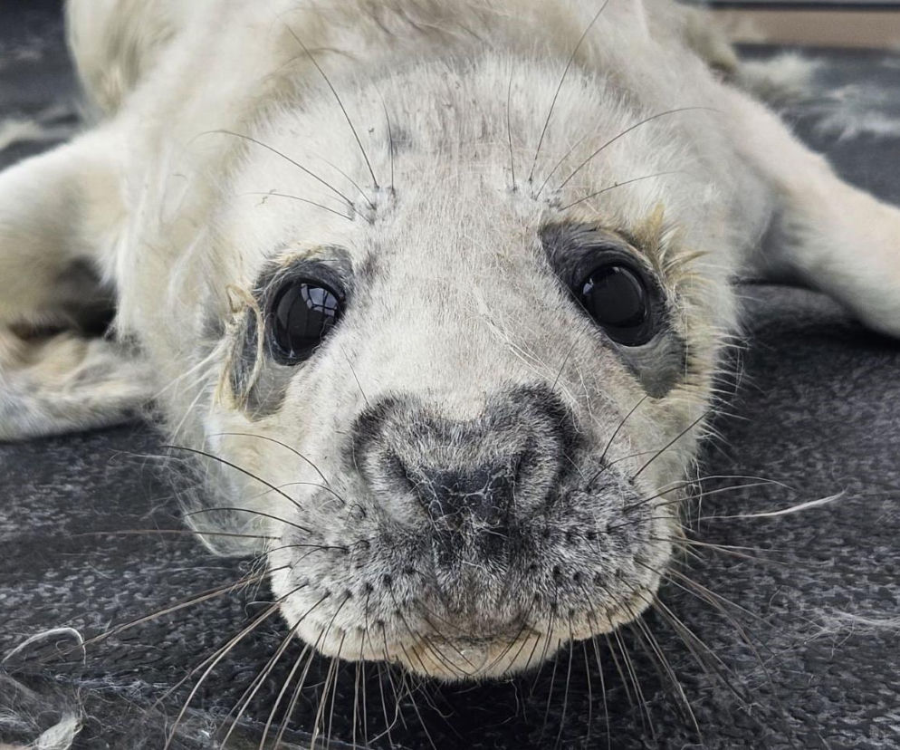 Irek gubi szczenięce futerko i wkrótce wróci do Bałtyku! Malca znaleźli spacerowicze
