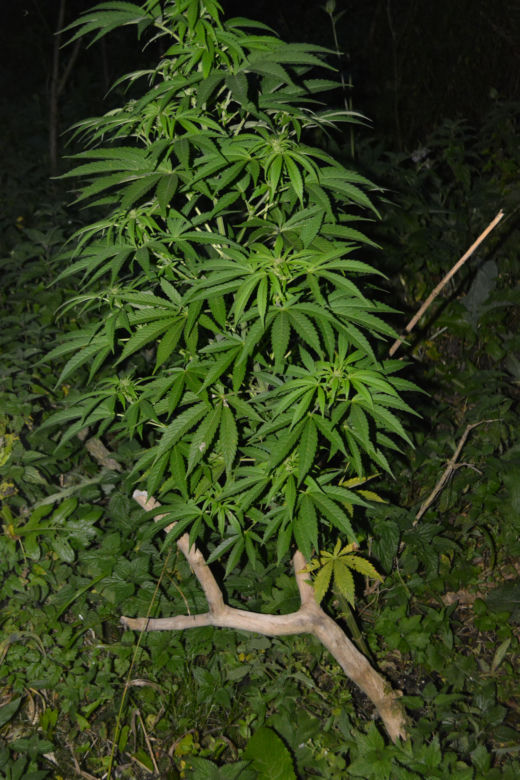 Plantacja konopi