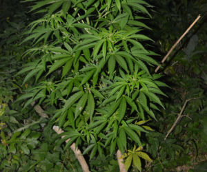Plantacja konopi