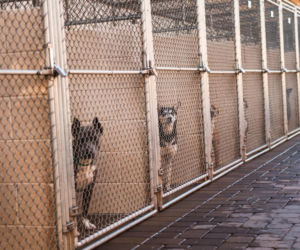 Doda rusza na pomoc zwierzętom! Interwencja w Sobolewie i ostre słowa pod adresem władz gminy