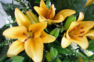 Lilia 'Donau' - Lilium 'Donau'