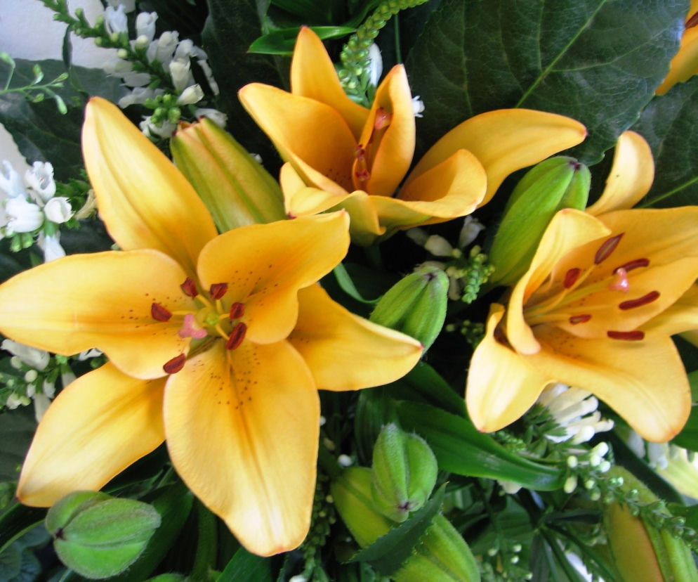 Lilia 'Donau' 