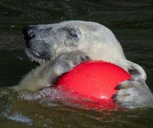 Kazirodztwo w berlińskim zoo. Mama i tata niedźwiedzicy Herty to rodzeństwo