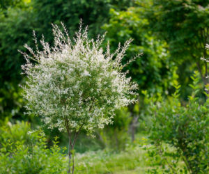 Wierzba całolistna 'Hakuro-nishiki'