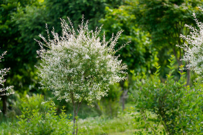 Wierzba całolistna 'Hakuro-nishiki'