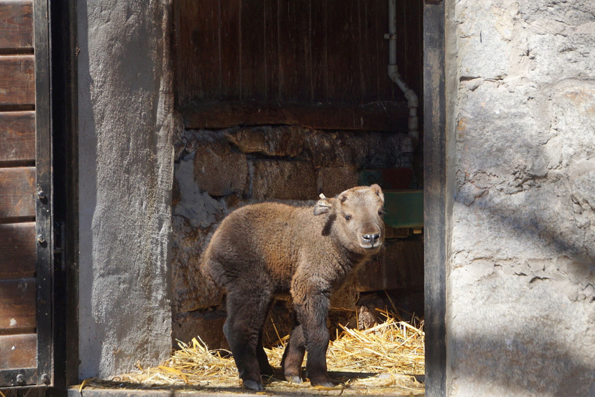 We wrocławskim zoo urodził się drugi w Polsce takin złoty