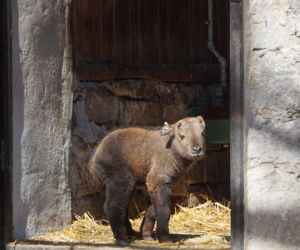 We wrocławskim zoo urodził się drugi w Polsce takin złoty