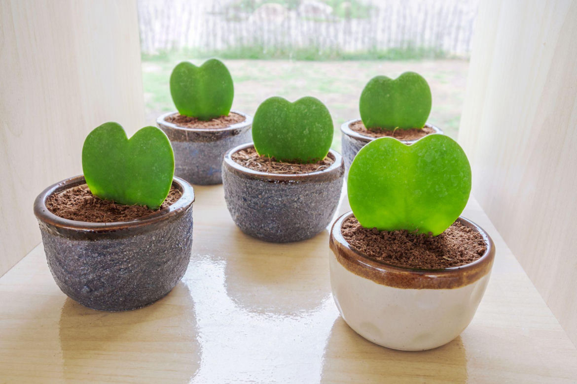 Hoya kerrii