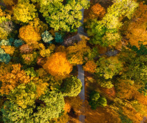 Wyrośnie w Polsce pierwszy las kieszonkowy. Gdzie?