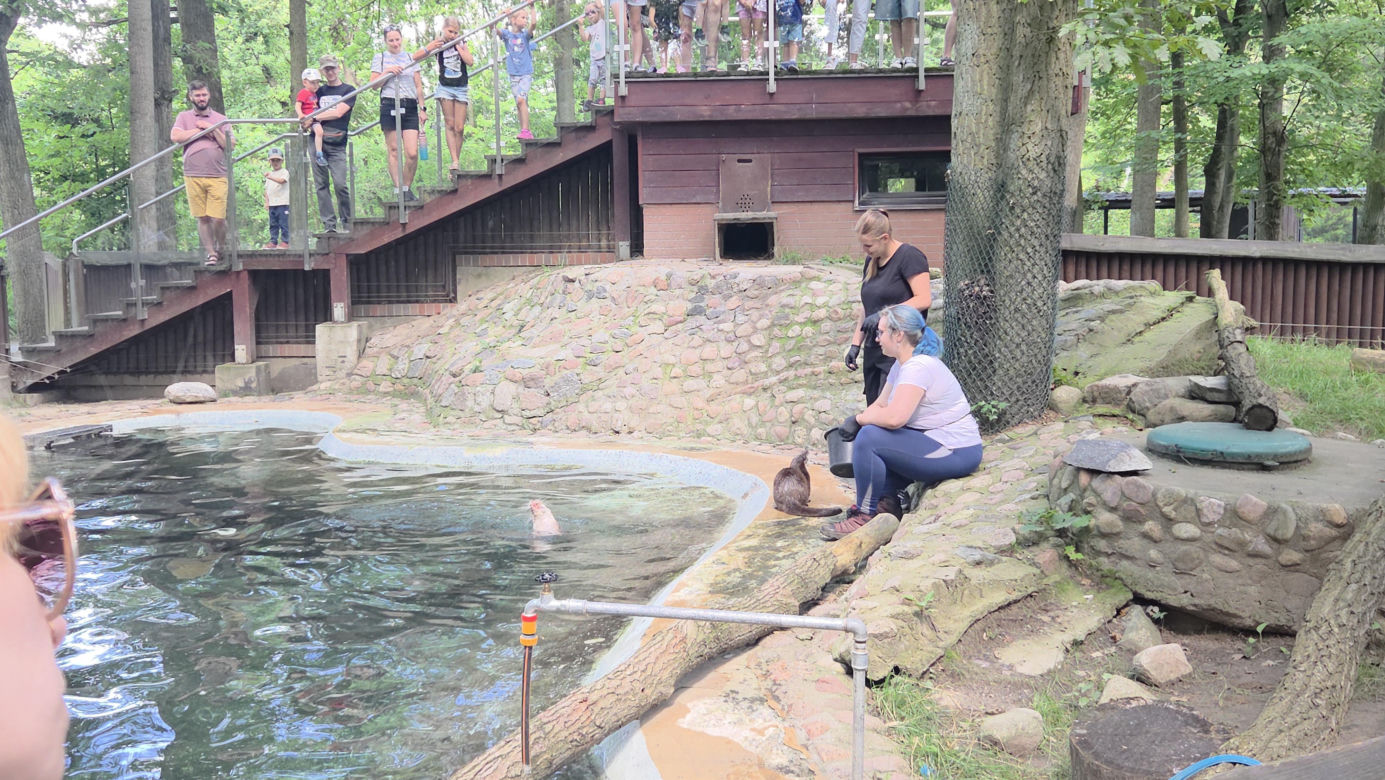 Pokazowe karmienie w myślęcińskim zoo to prawdziwy hit! Sprawdziliśmy to na miejscu