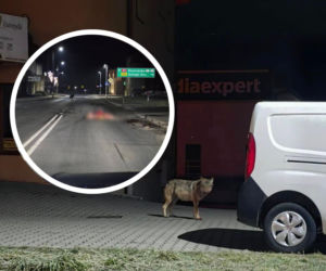 Wilk zagryzł łanię na środku drogi w Ustrzykach Dolnych. Nagranie z monitoringu w sieci 