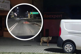 Wilk zagryzł łanię na środku drogi w Ustrzykach Dolnych. Nagranie z monitoringu w sieci 