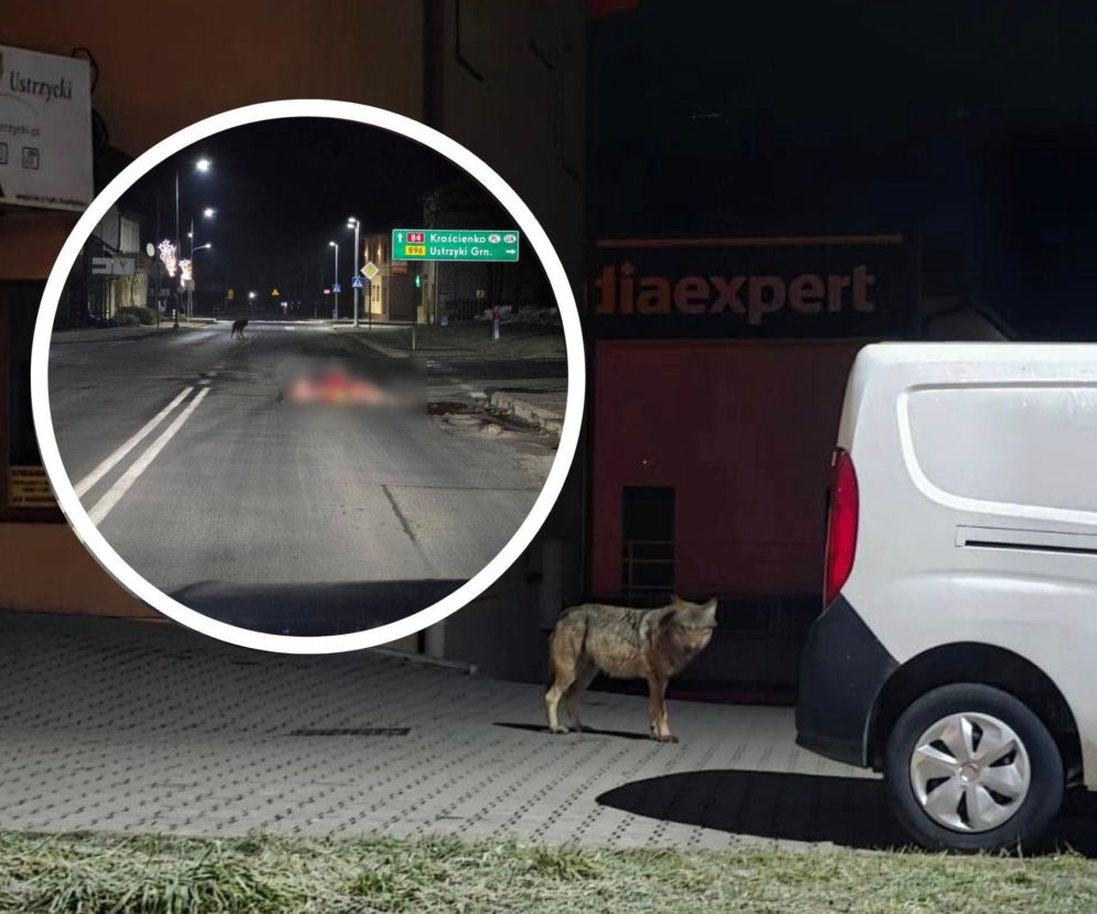 Wilk zagryzł łanie w Ustrzykach Dolnych