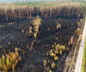Deszcz pomaga strażakom w Puszczy Solskiej. Na miejscu pracuje 20 osób