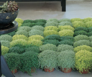 Soleirolia rozesłana
