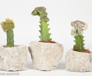 Wilczomlecz mleczny 'Cristata'