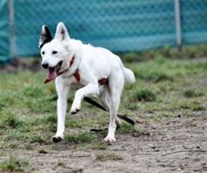 Marley - pies do adopcji