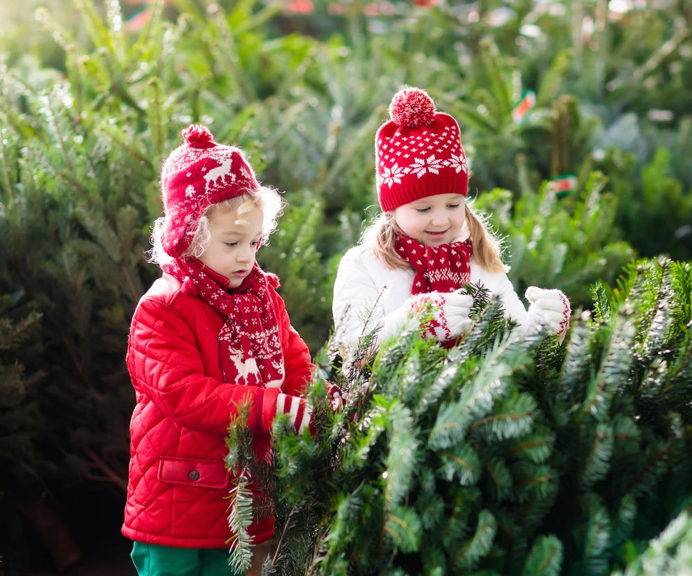 Jaka choinka nie gubi igieł i stoi najdłużej? Najlepsze gatunki na święta