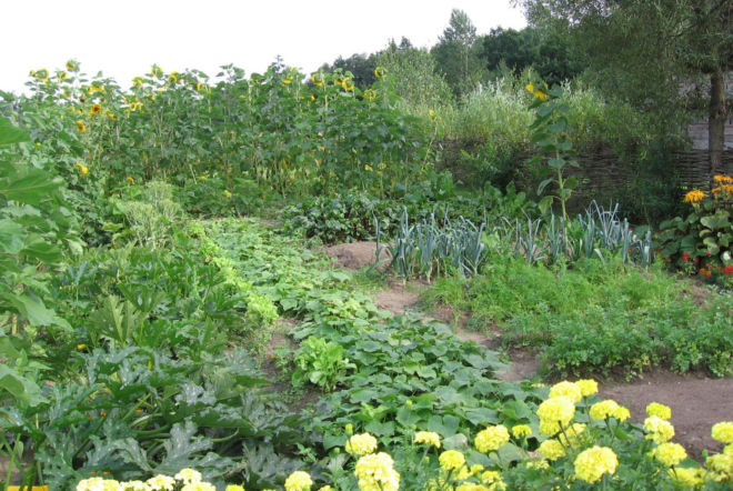 Warzywnik w ogrodzie