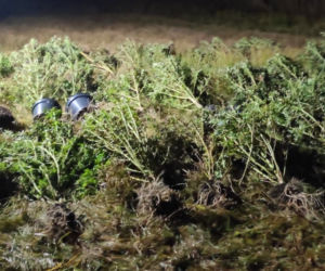 Bydgoscy policjanci weszli do domu i poczuli dziwny zapach! Tego się nie spodziewali [ZDJĘCIA]