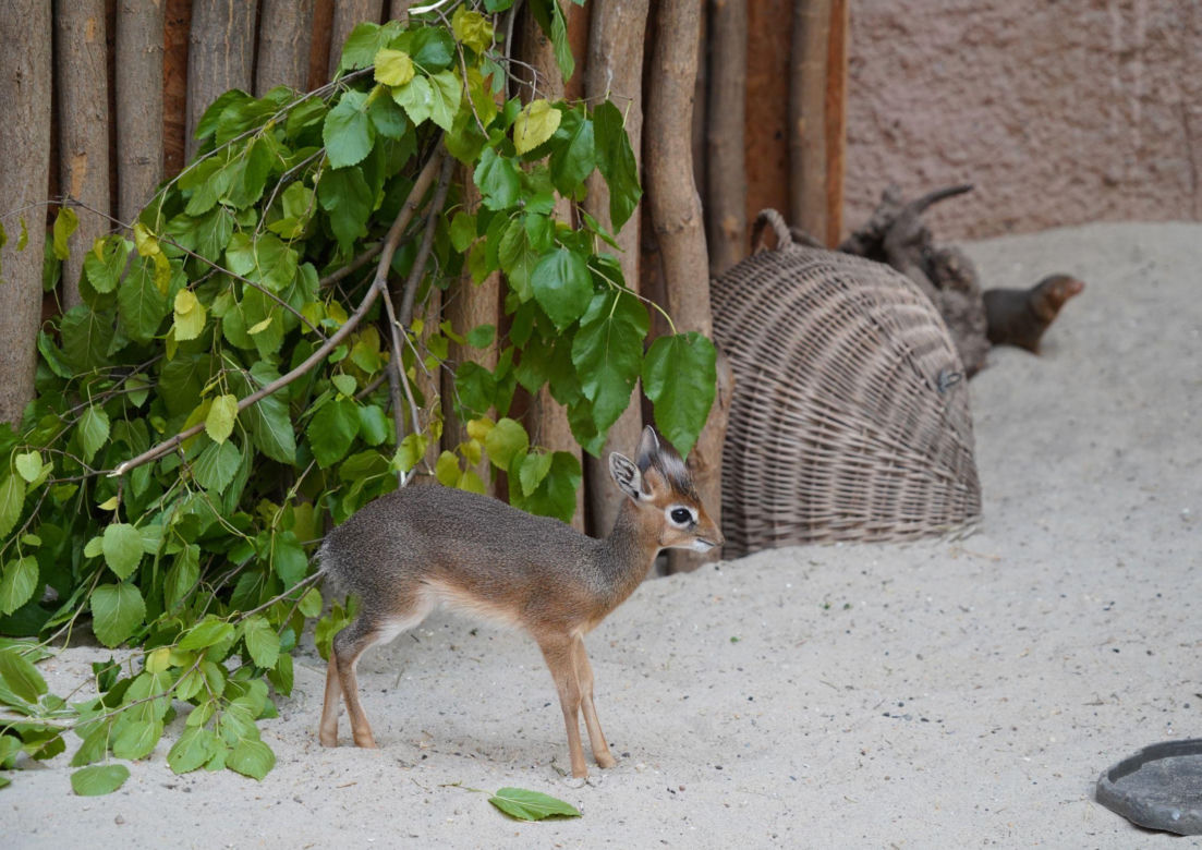 We wrocławskim zoo urodził się kolejny dikdik. Zobaczcie, jaki jest słodki! [ZDJĘCIA]