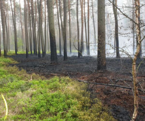 Podpalacz grasuje pod Pleszewem?! Ktoś chyba świetnie się bawi