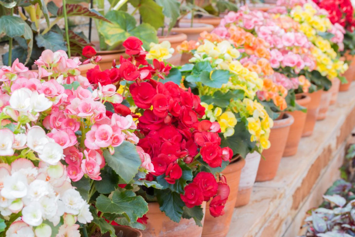 Begonia bulwiasta