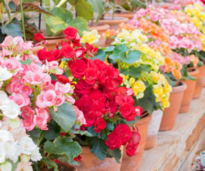 Begonia bulwiasta