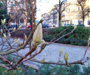 Szczecińskie magnolie budzą się z zimowego snu