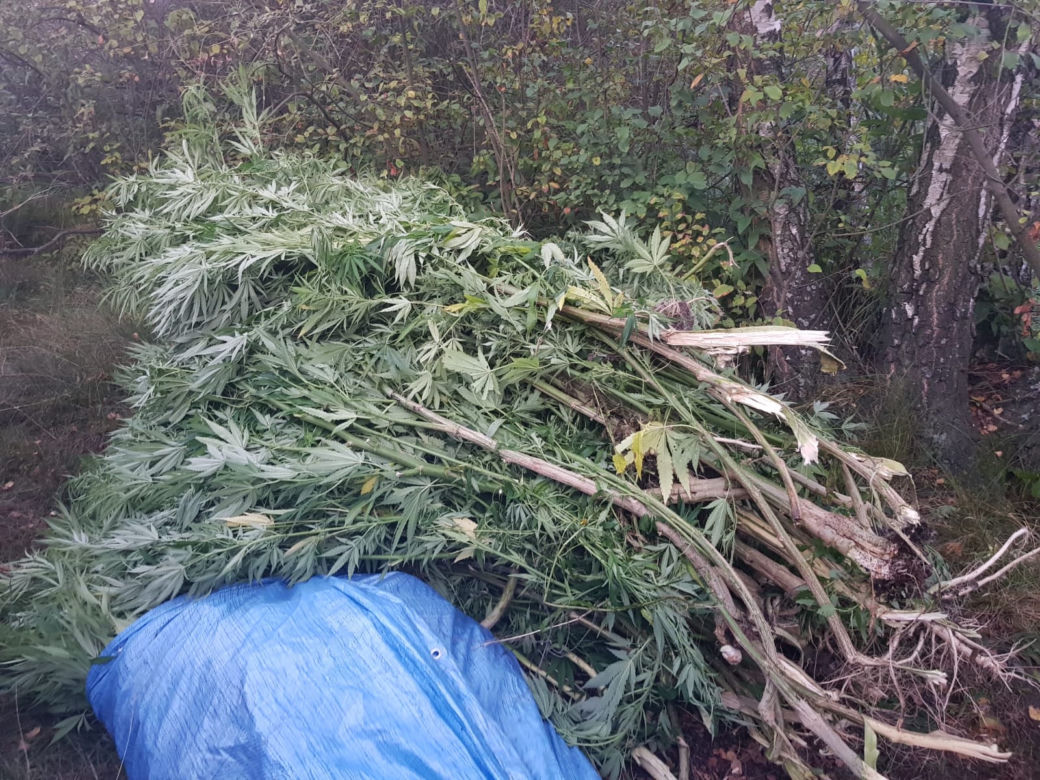 Zlikwidowano plantacje marihuany liczące kilkaset krzaków