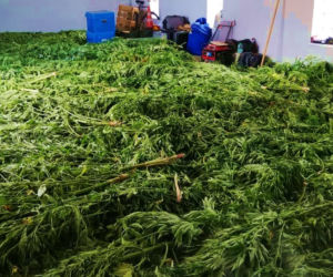 Dwie duże plantacje marihuany w gminie Dobrzyń nad Wisłą zlikwidowane! Tak wyglądały
