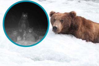 Leśnicy z Bieszczad ostrzegają turystów. W okolicach pojawiła się czwórka niedźwiedzi. Uchwycono je na zdjęciu