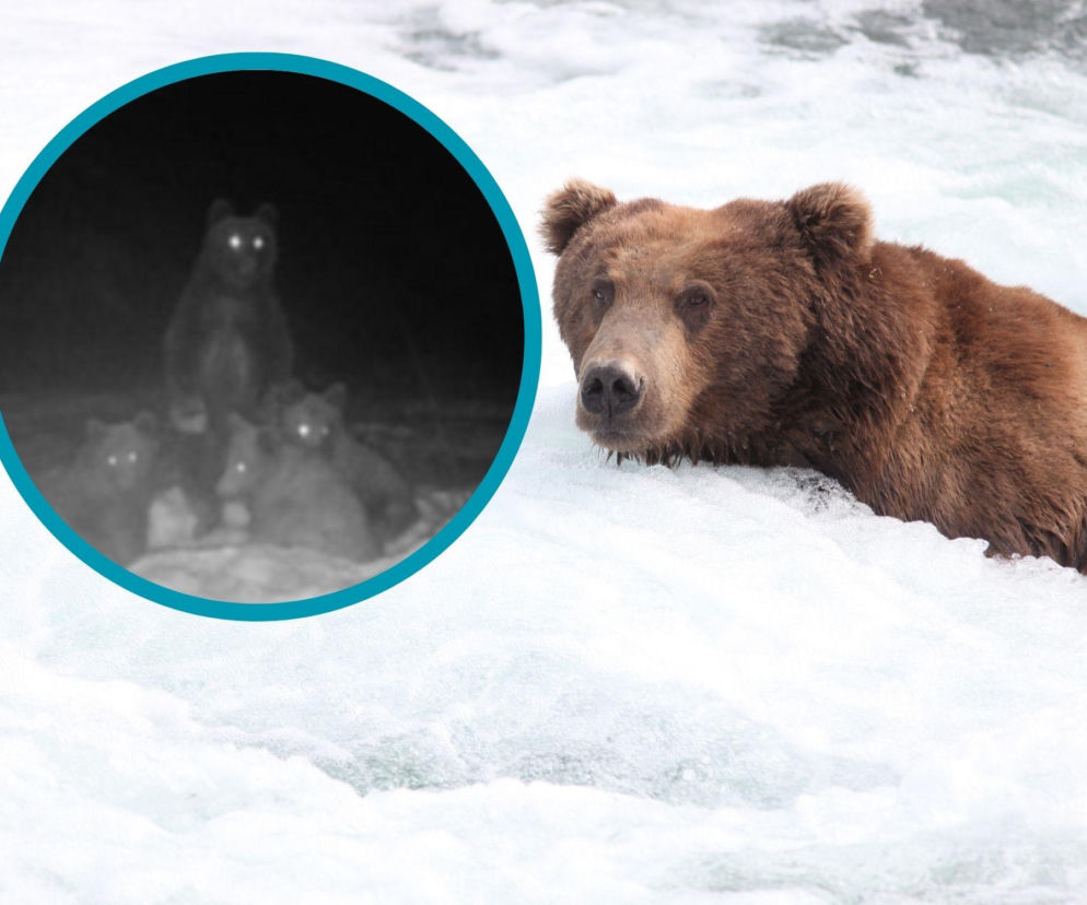 Leśnicy z Bieszczad ostrzegają turystów. W okolicach pojawiła się czwórka niedźwiedzi. Uchwycono je na zdjęciu