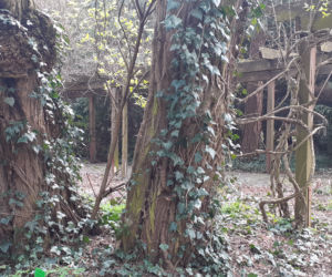 Wiosna budzi się w Arboretum w Bolestraszycach