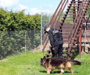 Psy patrolują, ścigają, zatrzymują – rasowi gliniarze