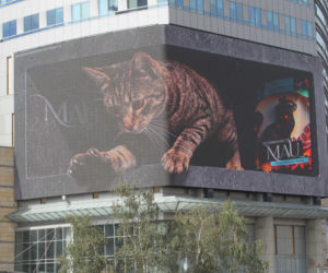 Gigantyczny kot w centrum Warszawy. Nowa atrakcja bije rekordy