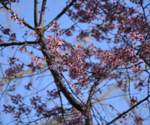 Wiśnia 'Okame', Prunus 'Okame'