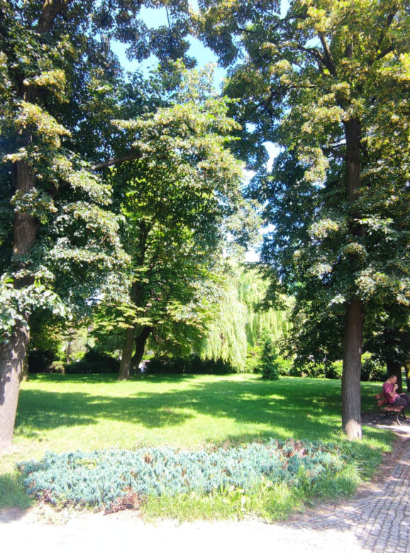 Zielony Rynek w Pińczowie