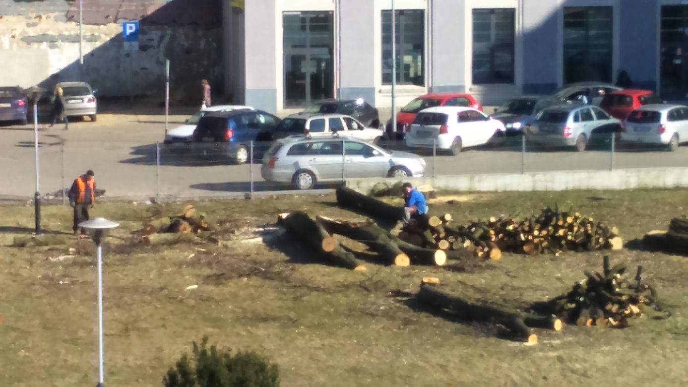 5 Wycinka drzew na Sterlinga w Łodzi