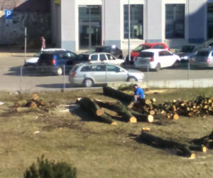 5 Wycinka drzew na Sterlinga w Łodzi