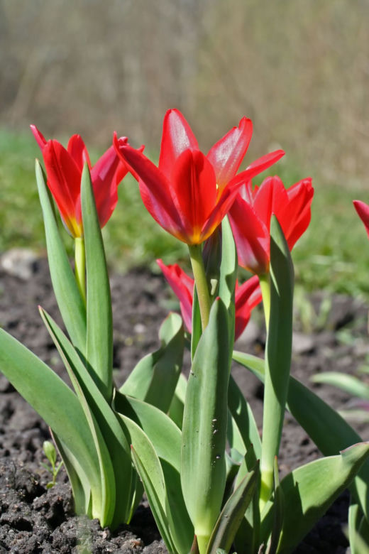 Tulipany Kaufmanna