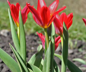 Tulipany Kaufmanna