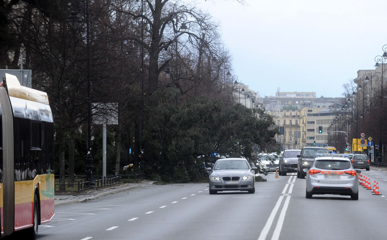 Warszawa: Al Ujazdowskie, potężne drzewo spadło na autobus i zablokowało ulicę