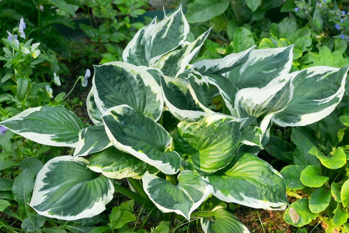 Bylina do cienia - funkia (Hosta)