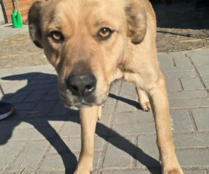 Przywiązana do drzewa i pozostawiona sama w lesie. Suczka cudem przeżyła!