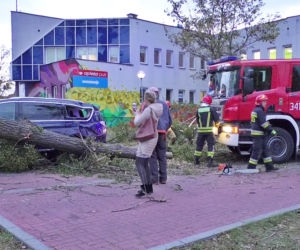 Wichury w Toruniu. Żywioł wywracał drzewa i nie tylko