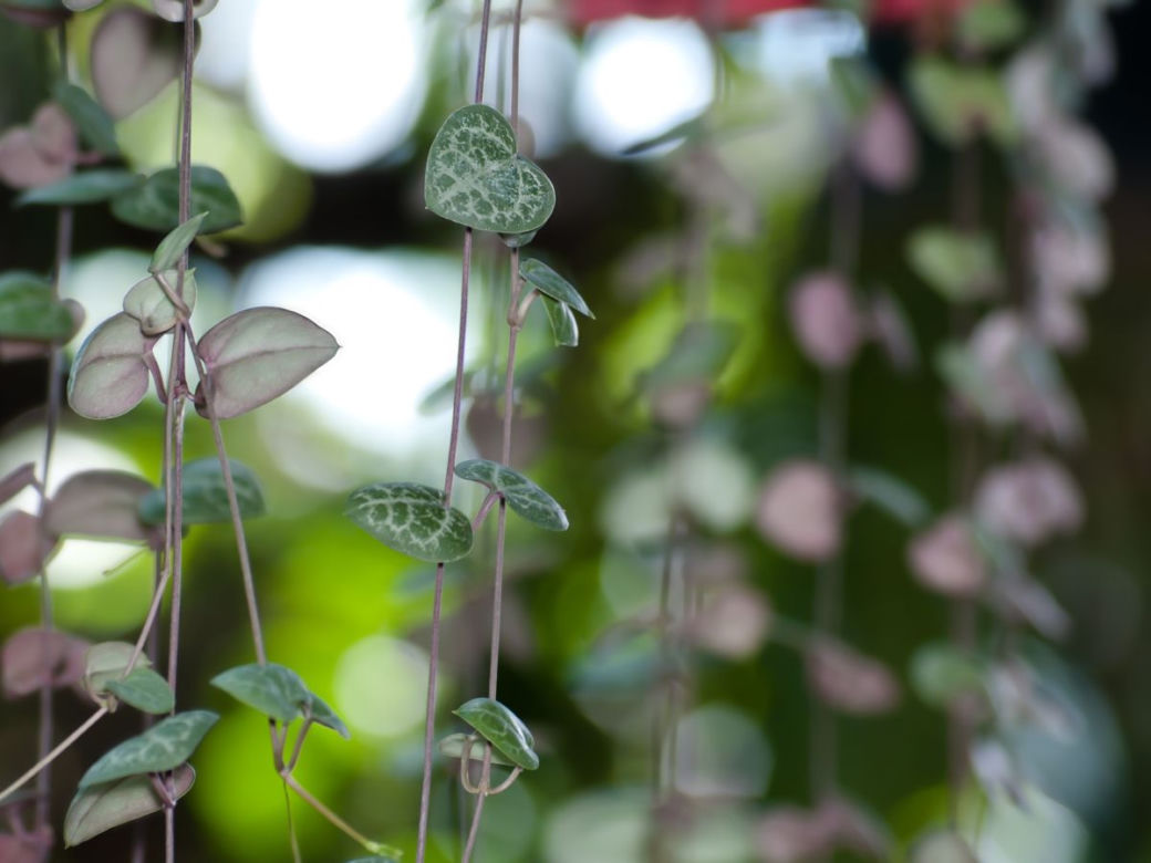 Ceropegia Wooda