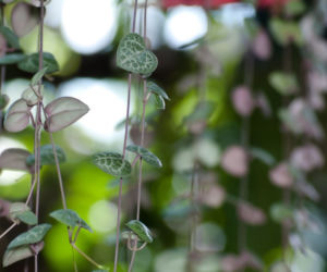 Ceropegia Wooda